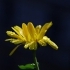 Calendula officinalis -- Ringelblume